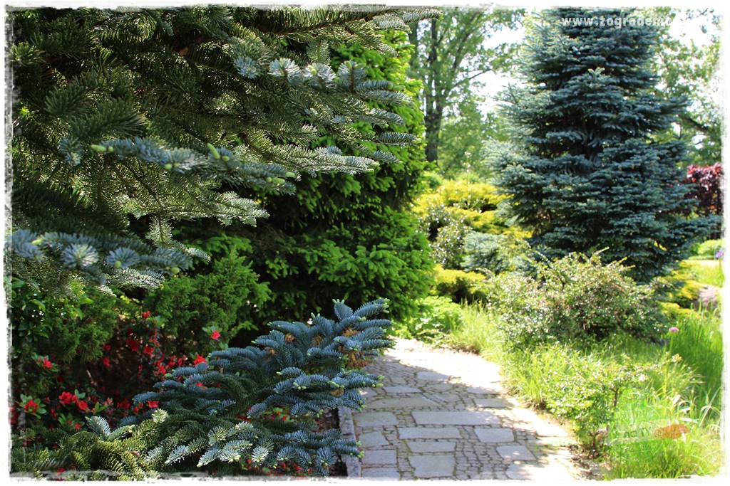 Staw kąpielowy w ogrodzie 408 Staw kąpielowy w ogrodzie 408