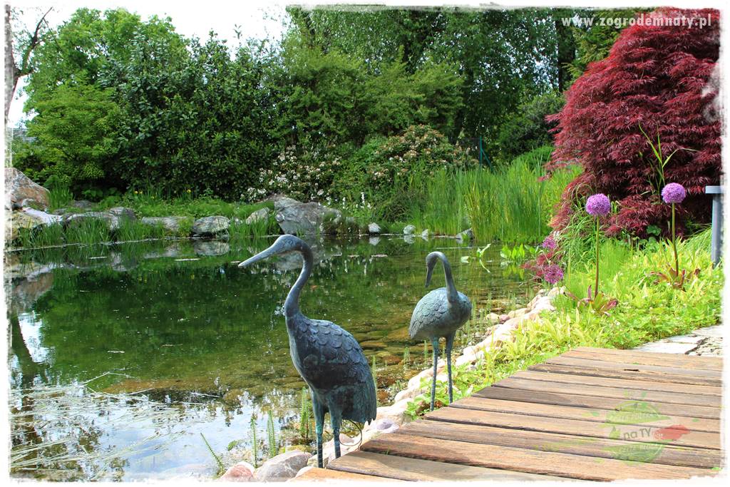 Staw kąpielowy w ogrodzie 409 Staw kąpielowy w ogrodzie 409