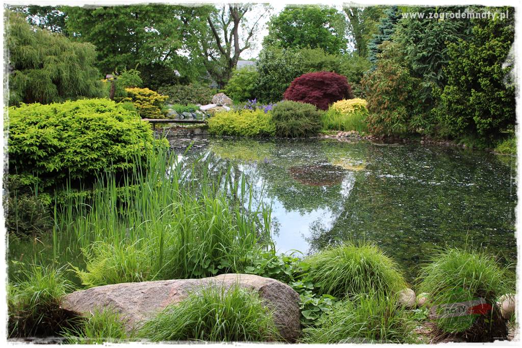 Staw kąpielowy w ogrodzie 410 Staw kąpielowy w ogrodzie 410