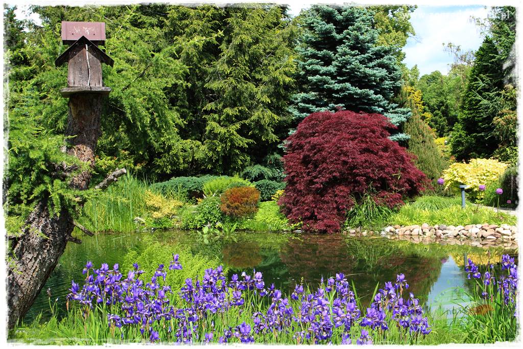 Staw kąpielowy w ogrodzie 411 Staw kąpielowy w ogrodzie 411