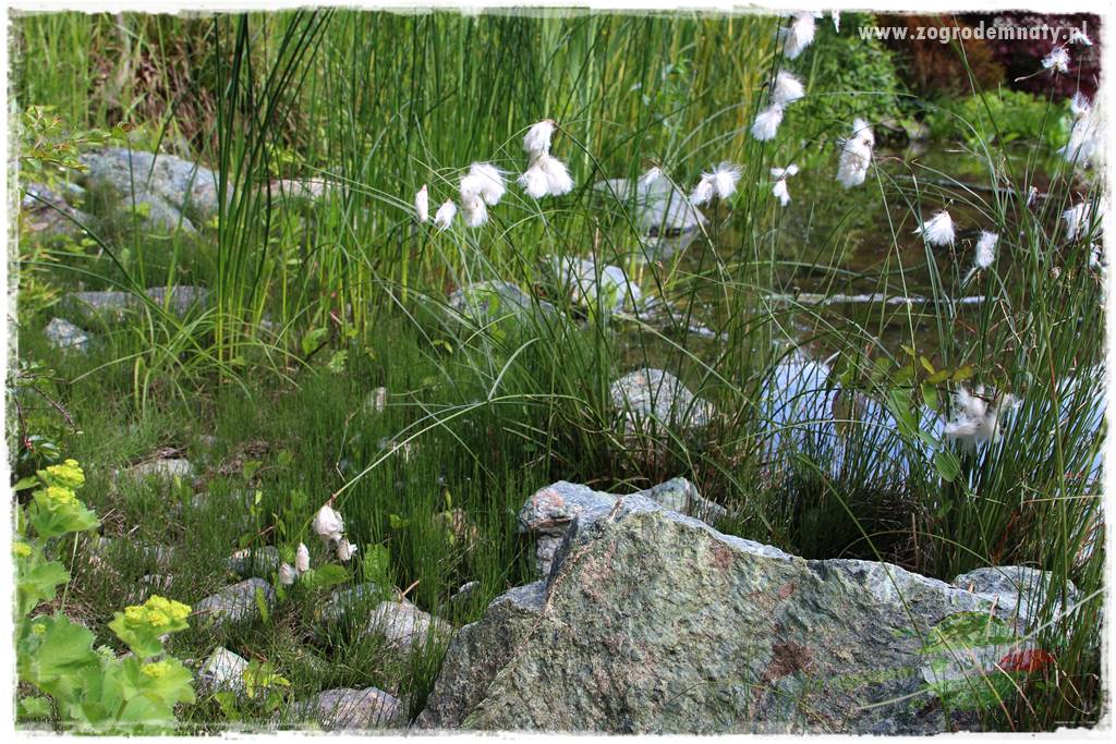 Staw kąpielowy w ogrodzie 412 Staw kąpielowy w ogrodzie 412