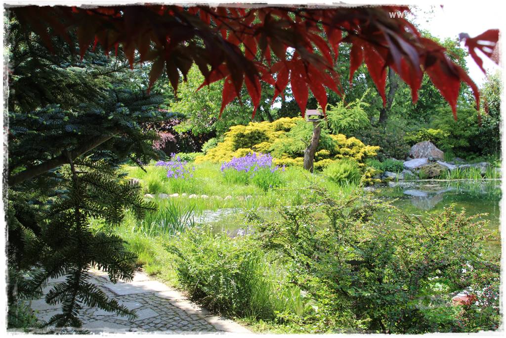 Staw kąpielowy w ogrodzie 413 Staw kąpielowy w ogrodzie 413