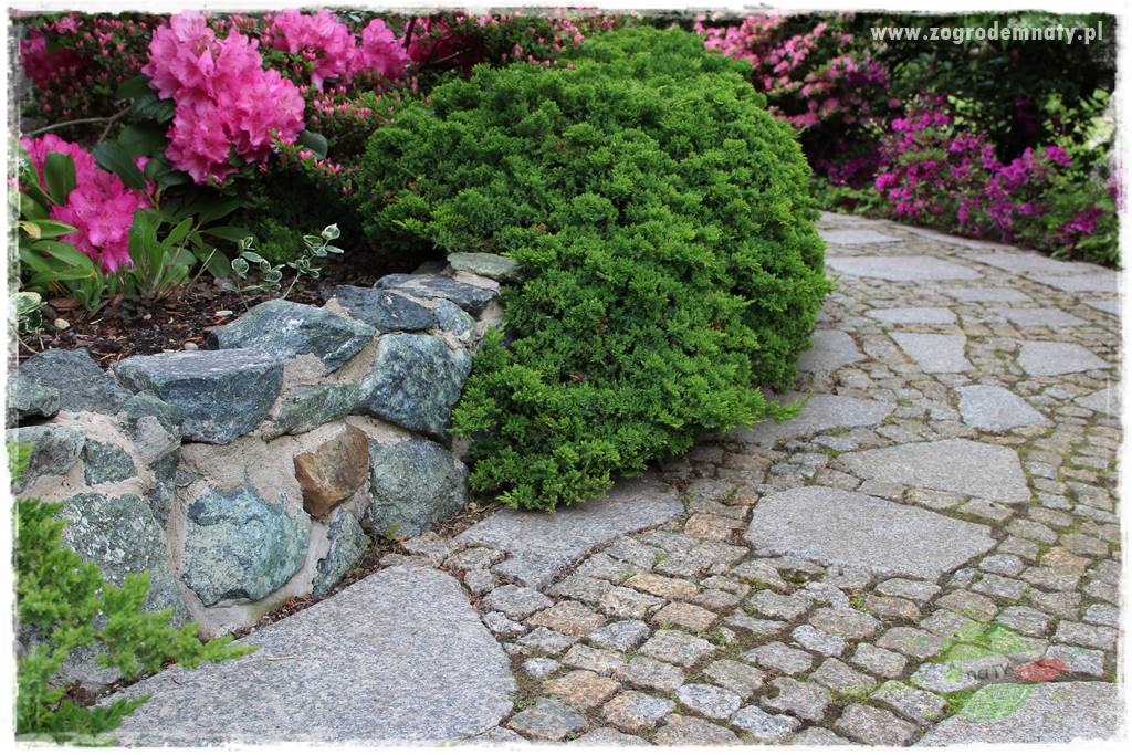 Staw kąpielowy w ogrodzie 415 Staw kąpielowy w ogrodzie 415