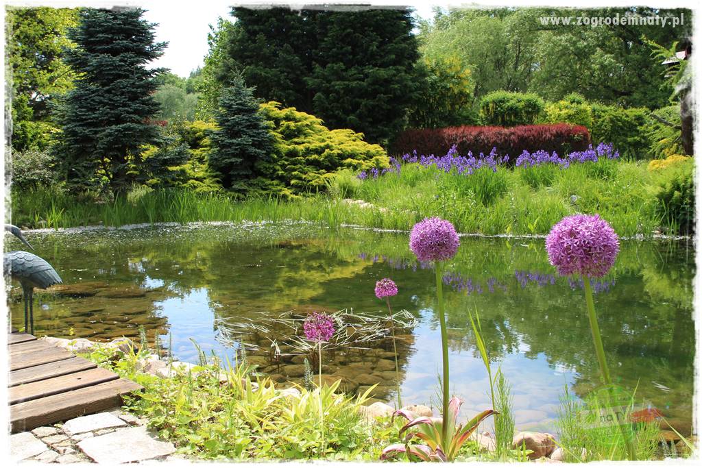 Staw kąpielowy w ogrodzie 416 Staw kąpielowy w ogrodzie 416