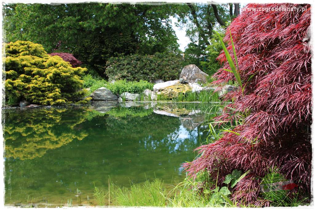 Staw kąpielowy w ogrodzie 417 Staw kąpielowy w ogrodzie 417