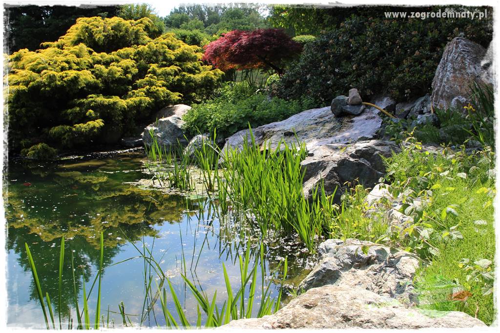 Staw kąpielowy w ogrodzie 418 Staw kąpielowy w ogrodzie 418