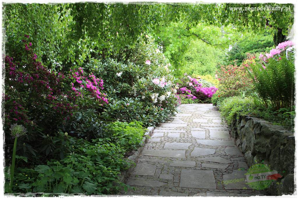 Staw kąpielowy w ogrodzie 419 Staw kąpielowy w ogrodzie 419