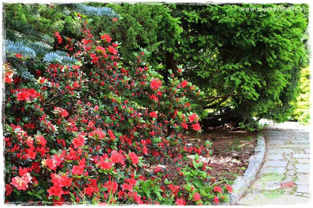 Staw kąpielowy w ogrodzie 420 Staw kąpielowy w ogrodzie 420