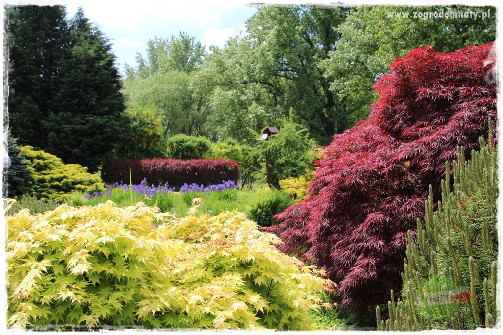 Staw kąpielowy w ogrodzie 421 Staw kąpielowy w ogrodzie 421