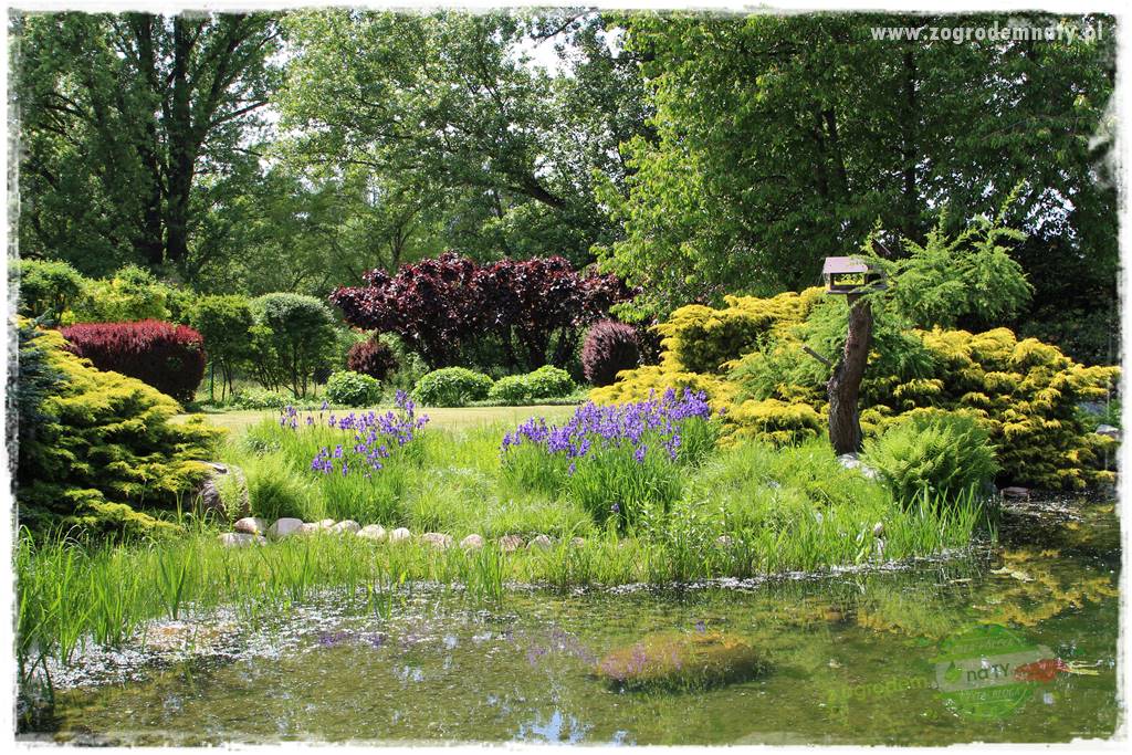 Staw kąpielowy w ogrodzie 422 Staw kąpielowy w ogrodzie 422