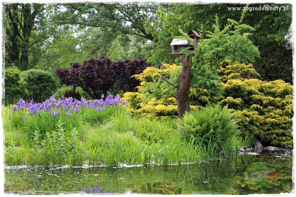 Staw kąpielowy w ogrodzie 425 Staw kąpielowy w ogrodzie 425