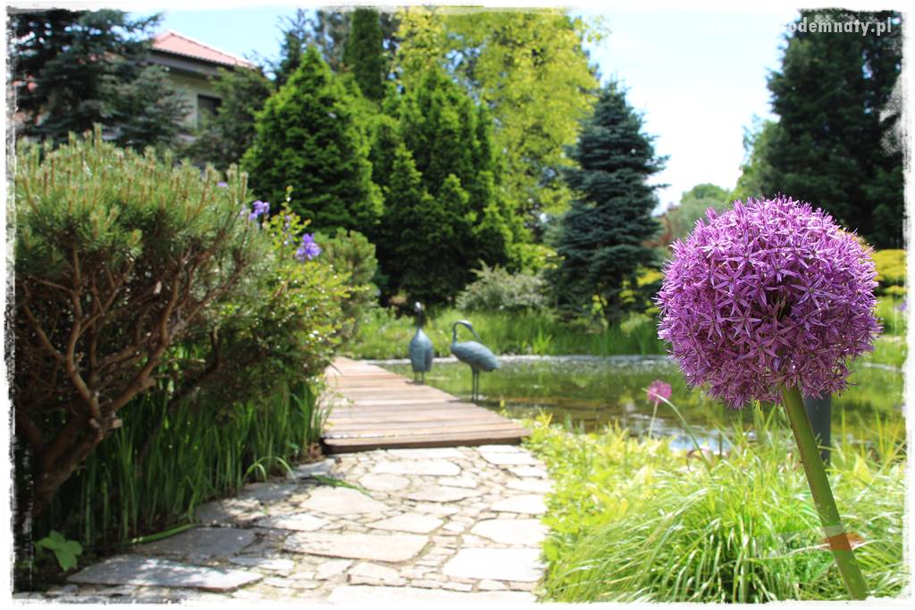 Staw kąpielowy w ogrodzie 426 Staw kąpielowy w ogrodzie 426