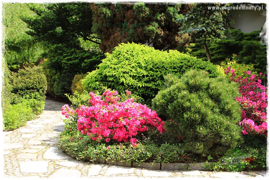 Staw kąpielowy w ogrodzie 427 Staw kąpielowy w ogrodzie 427