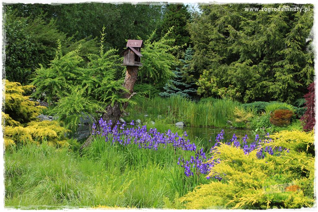 Staw kąpielowy w ogrodzie 428 Staw kąpielowy w ogrodzie 428