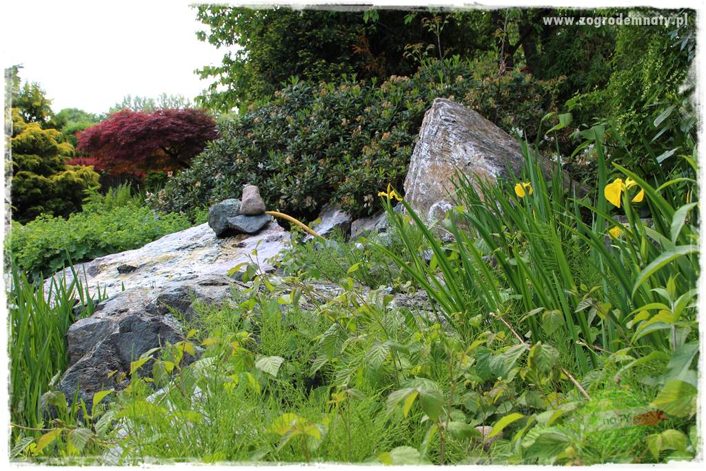 Staw kąpielowy w ogrodzie 429 Staw kąpielowy w ogrodzie 429