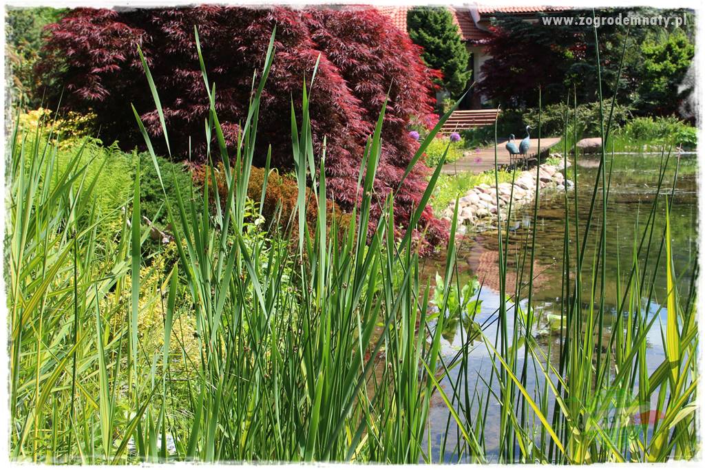 Staw kąpielowy w ogrodzie 430 Staw kąpielowy w ogrodzie 430