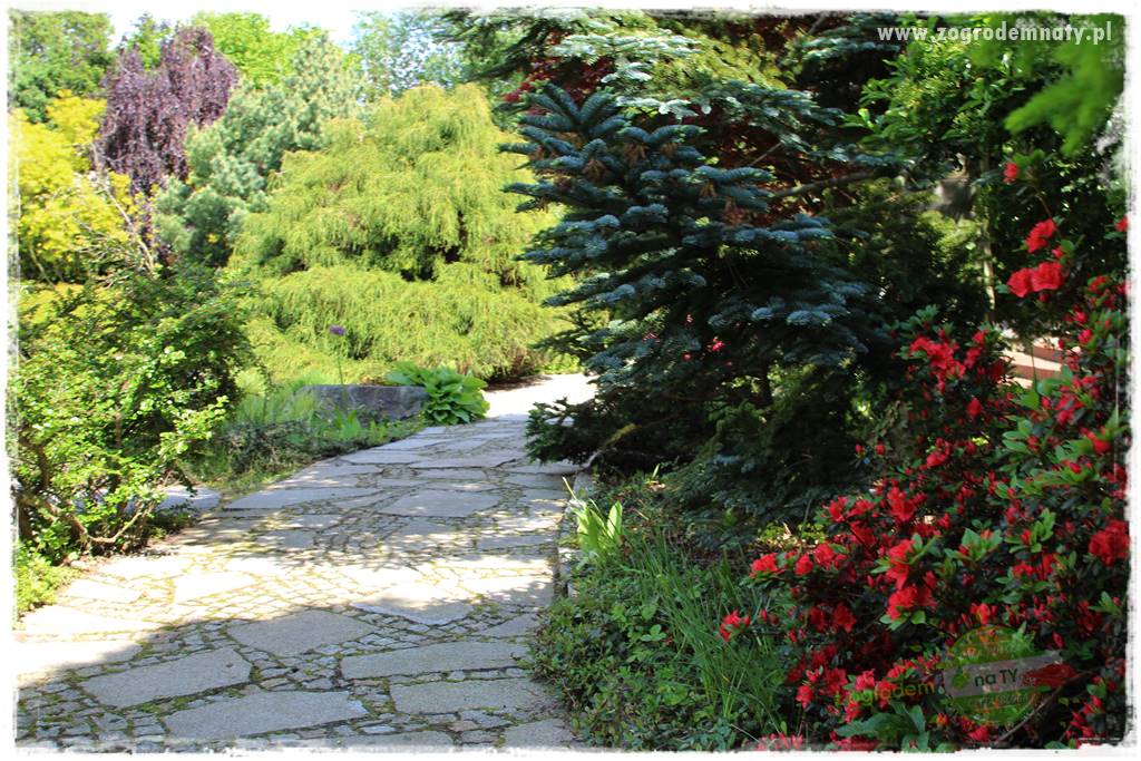 Staw kąpielowy w ogrodzie 431 Staw kąpielowy w ogrodzie 431