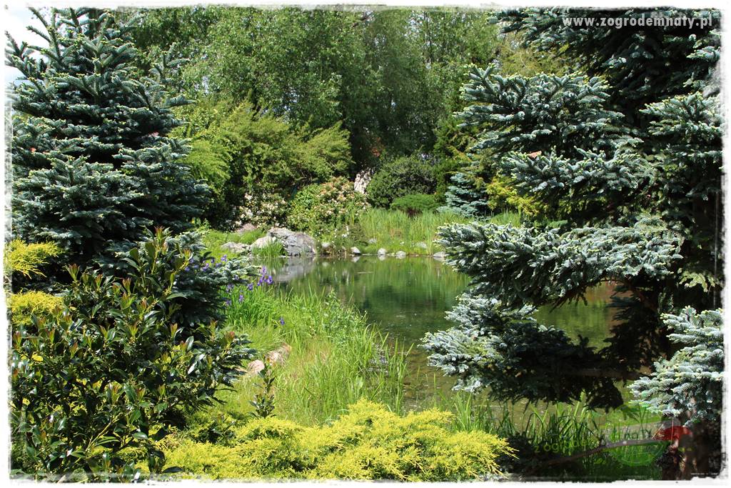Staw kąpielowy w ogrodzie 432 Staw kąpielowy w ogrodzie 432