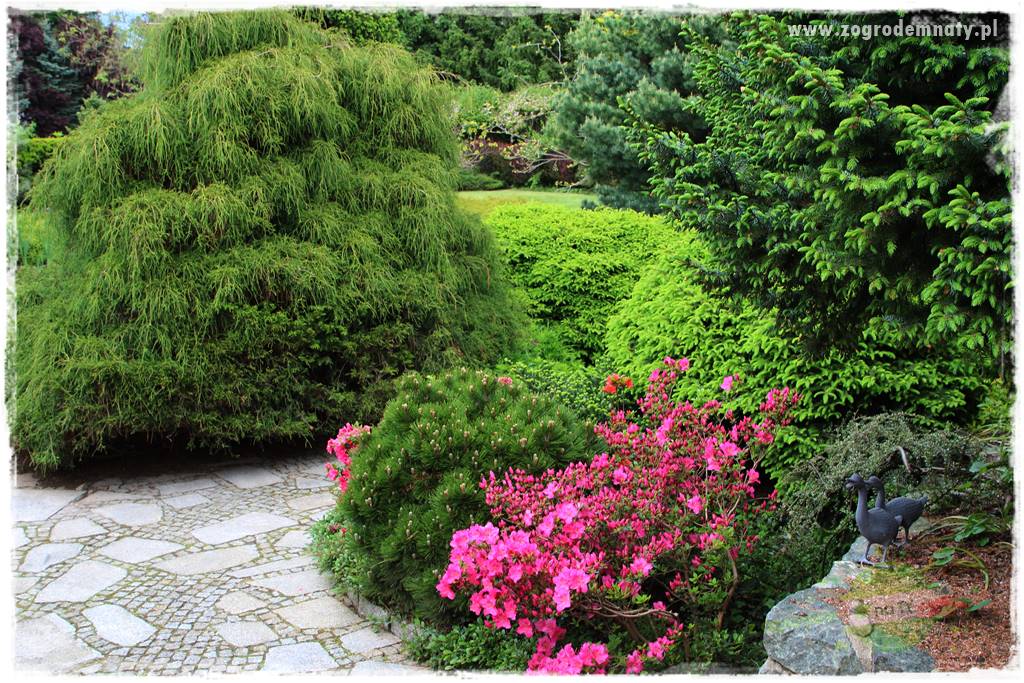 Staw kąpielowy w ogrodzie 433 Staw kąpielowy w ogrodzie 433