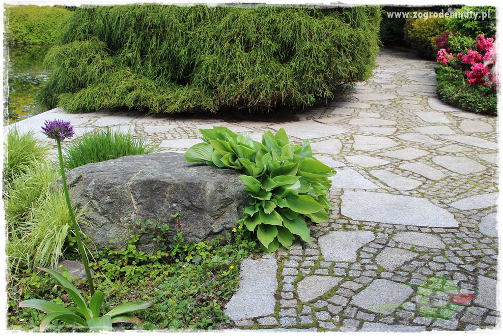 Staw kąpielowy w ogrodzie 5 Staw kąpielowy w ogrodzie 5