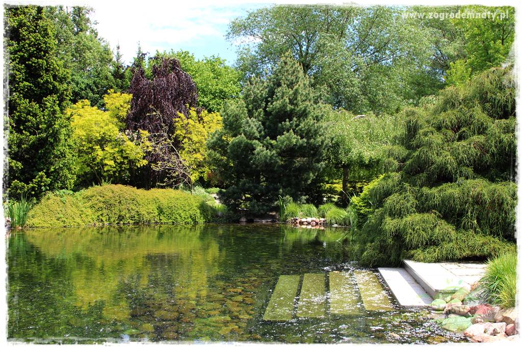Staw kąpielowy w ogrodzie 6 Staw kąpielowy w ogrodzie 6