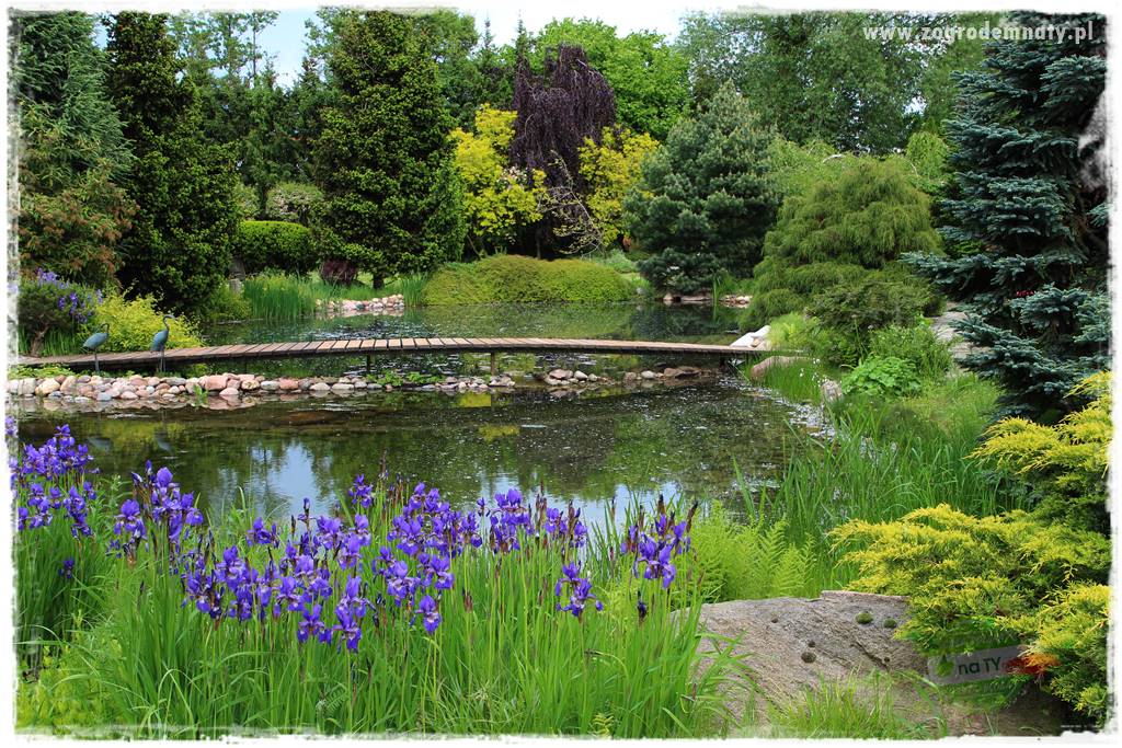 Staw kąpielowy w ogrodzie 7 Staw kąpielowy w ogrodzie 7