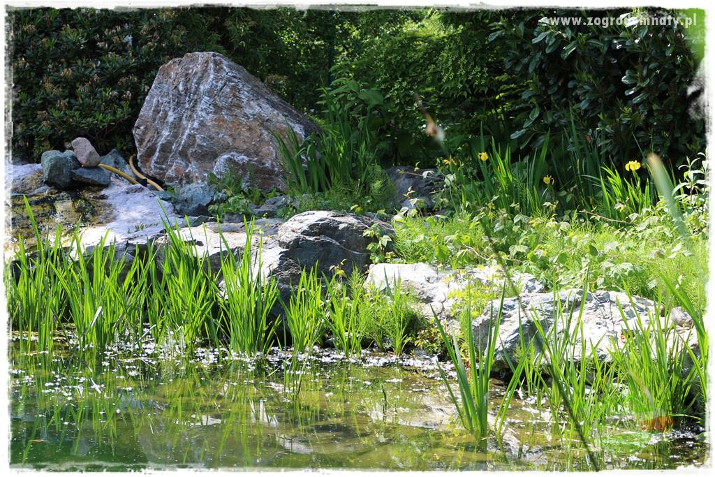Staw kąpielowy w ogrodzie 9 Staw kąpielowy w ogrodzie 9