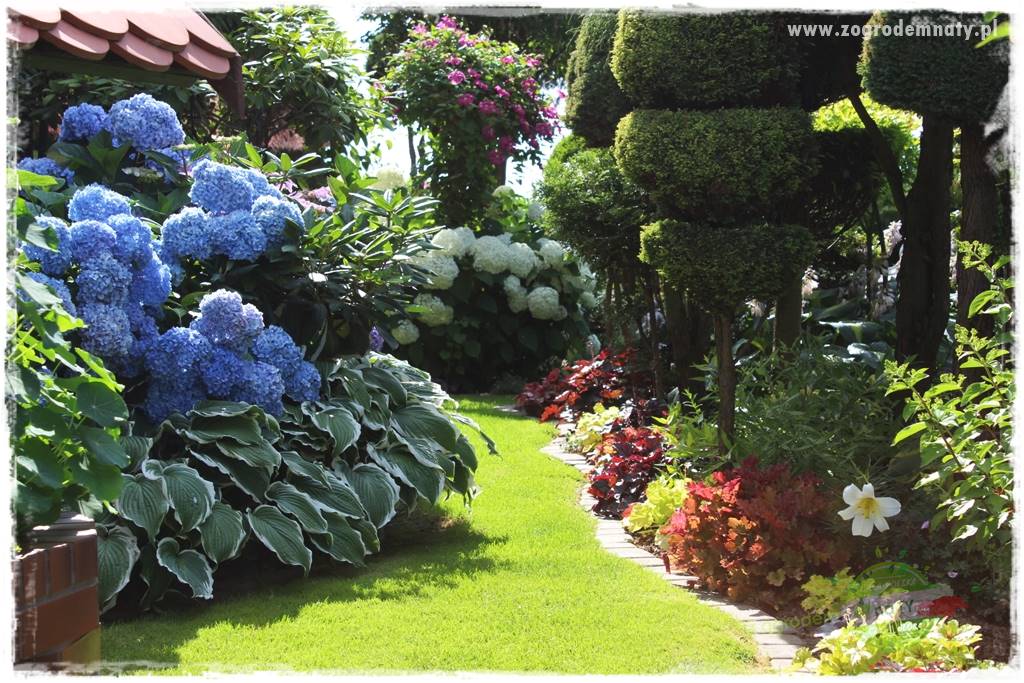 jak zmienić kolor hortensji na niebieski 10