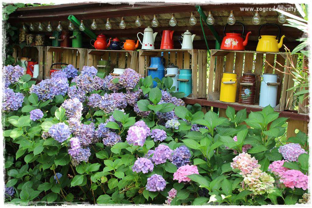 jak zmienić kolor hortensji na niebieski 11