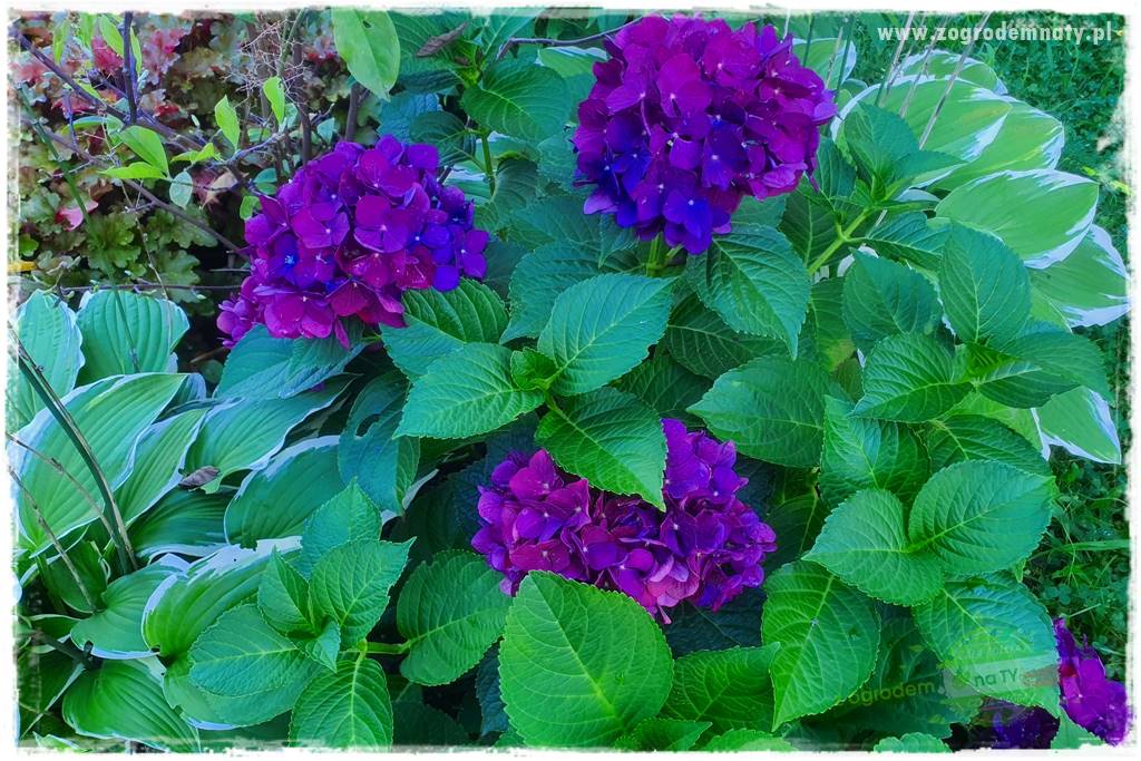jak zmienić kolor hortensji na niebieski 12