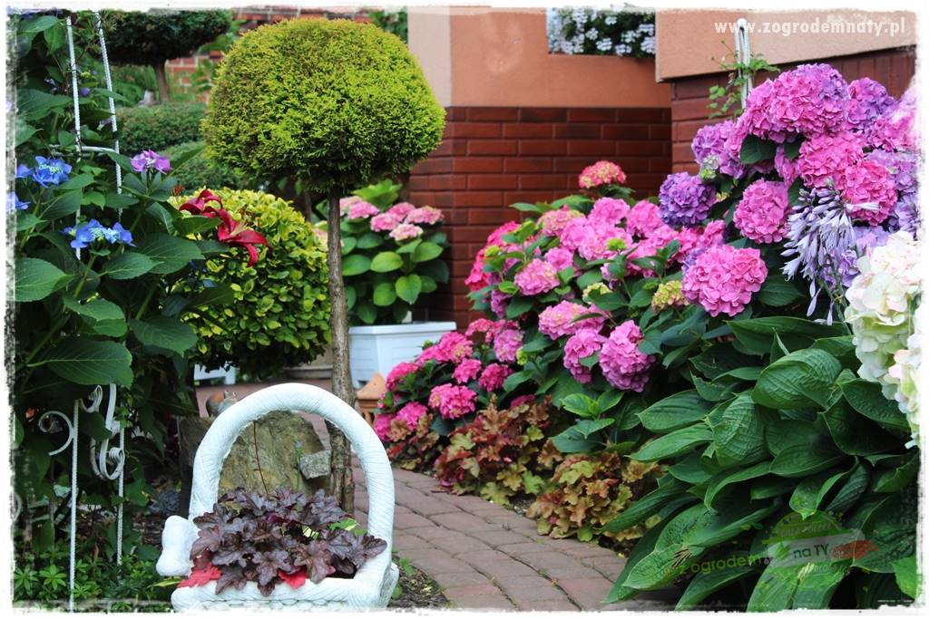 jak zmienić kolor hortensji na niebieski 13 jak zmienić kolor hortensji na niebieski 13