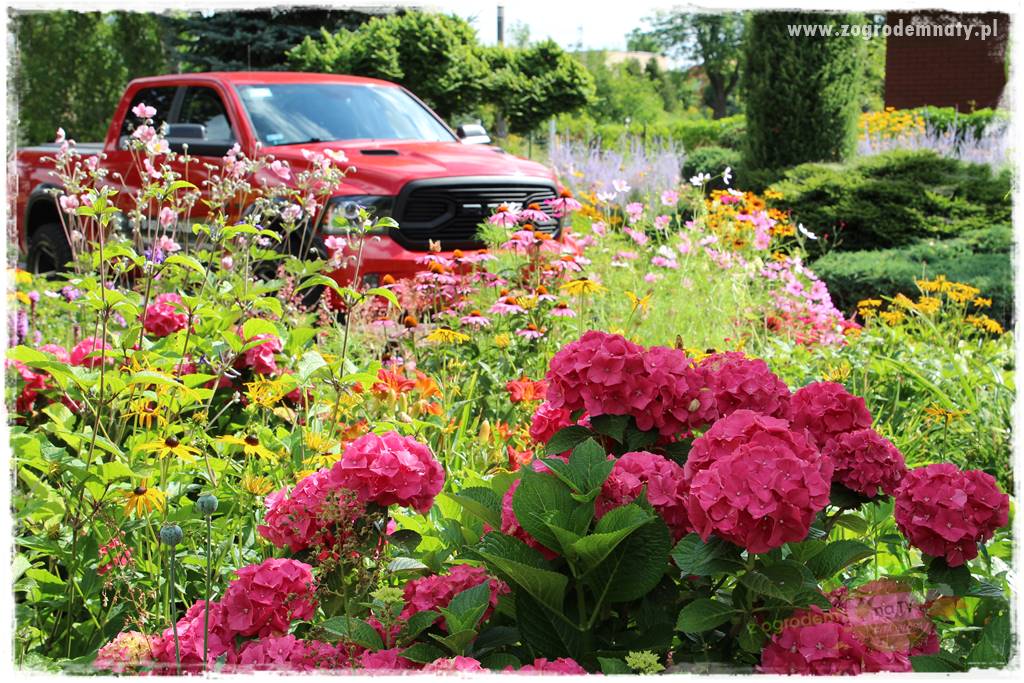 jak zmienić kolor hortensji na niebieski 14 jak zmienić kolor hortensji na niebieski 14