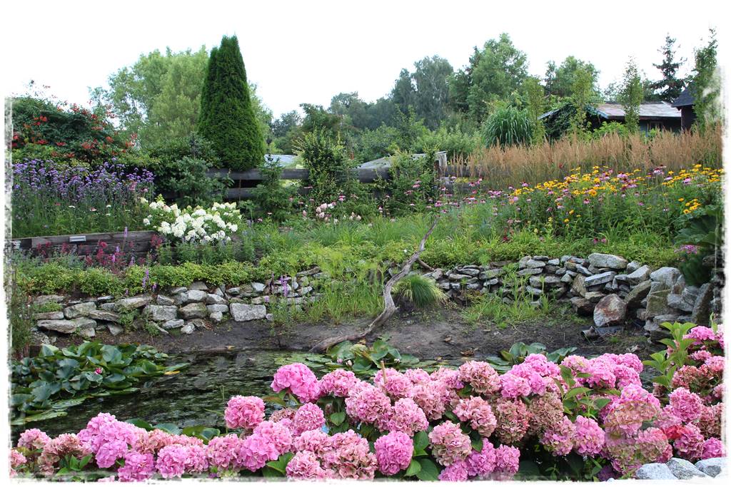 jak zmienić kolor hortensji na niebieski 15