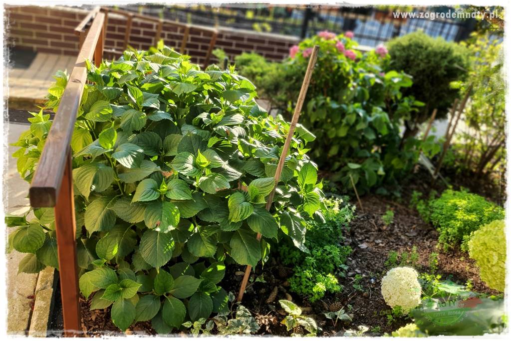 jak zmienić kolor hortensji na niebieski 17