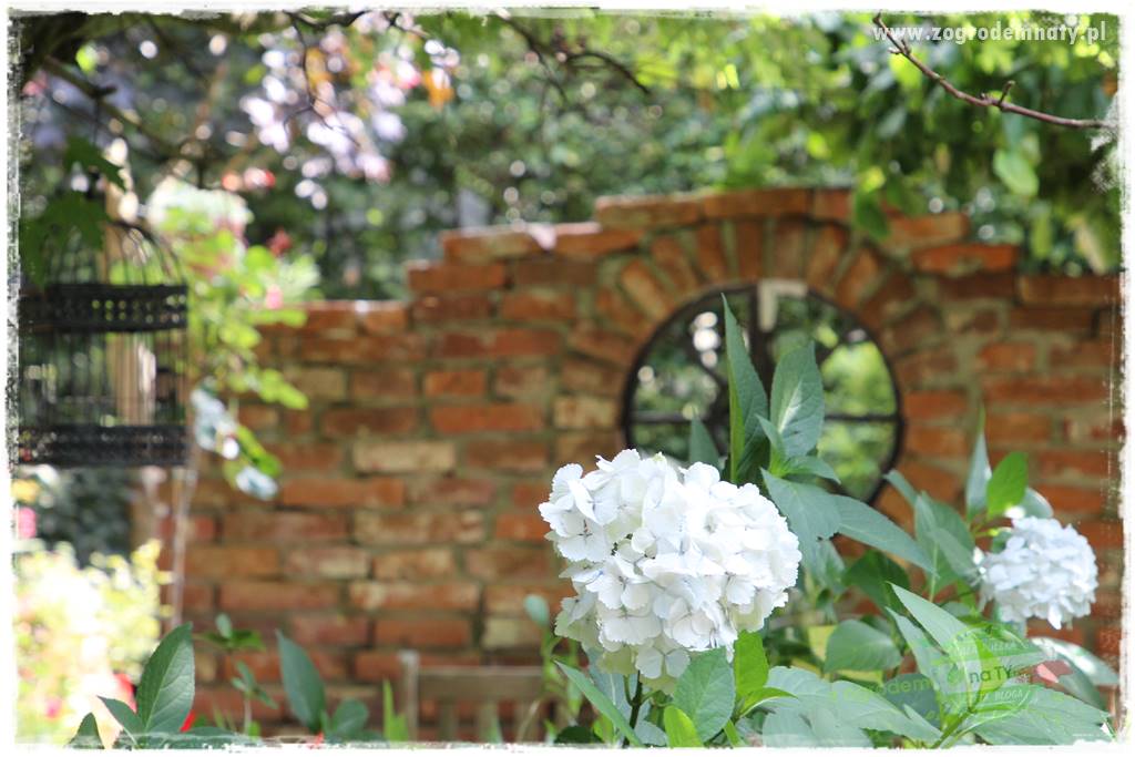 jak zmienić kolor hortensji na niebieski 18