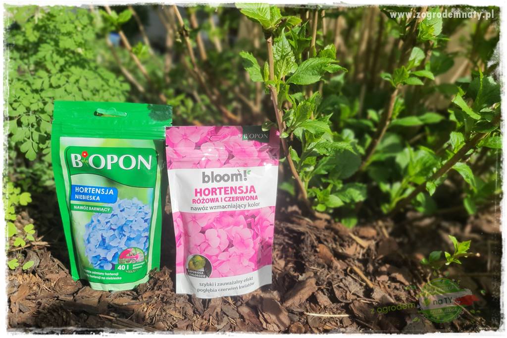 jak zmienić kolor hortensji na niebieski 19 jak zmienić kolor hortensji na niebieski 19