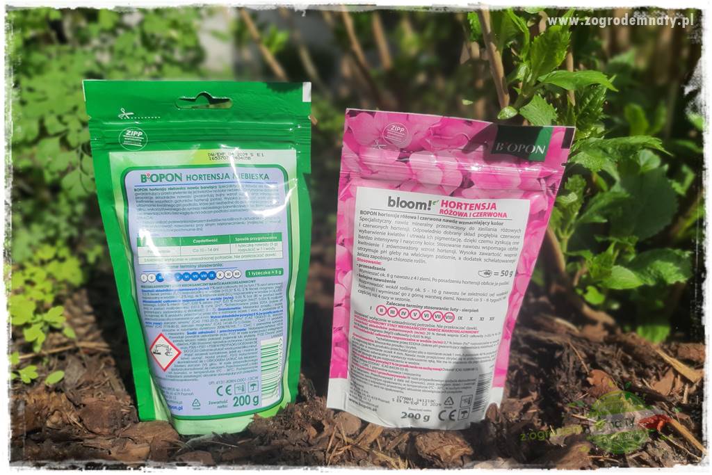 jak zmienić kolor hortensji na niebieski 20 jak zmienić kolor hortensji na niebieski 20