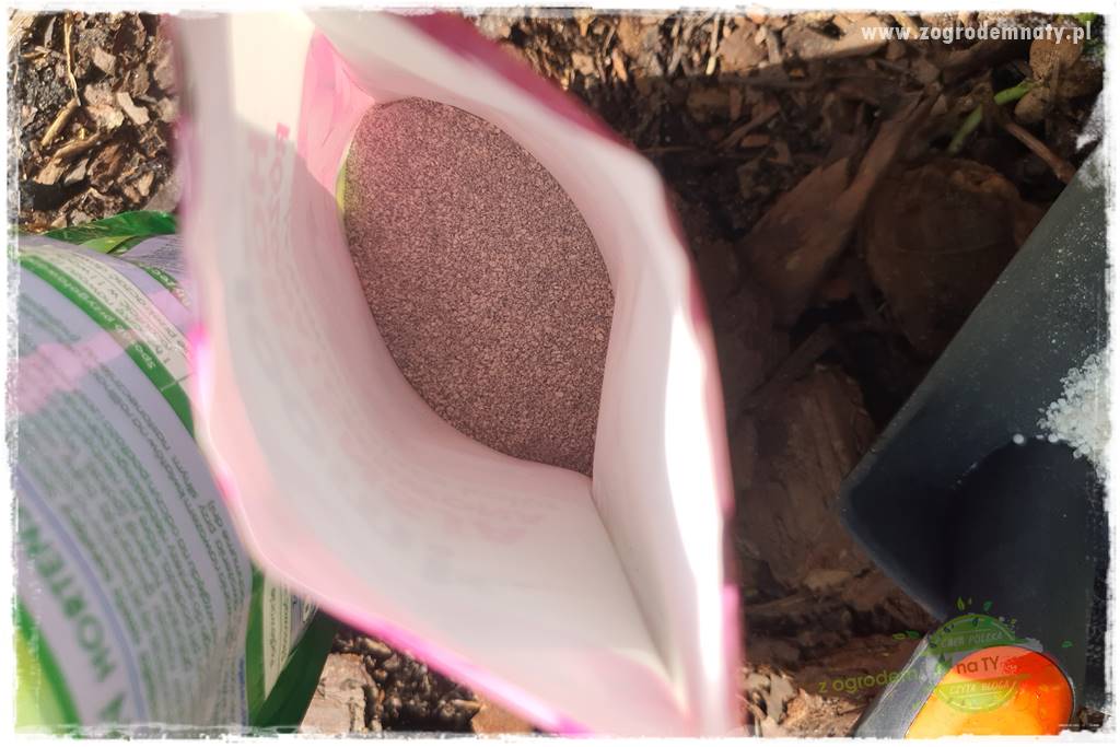 jak zmienić kolor hortensji na niebieski 21 jak zmienić kolor hortensji na niebieski 21