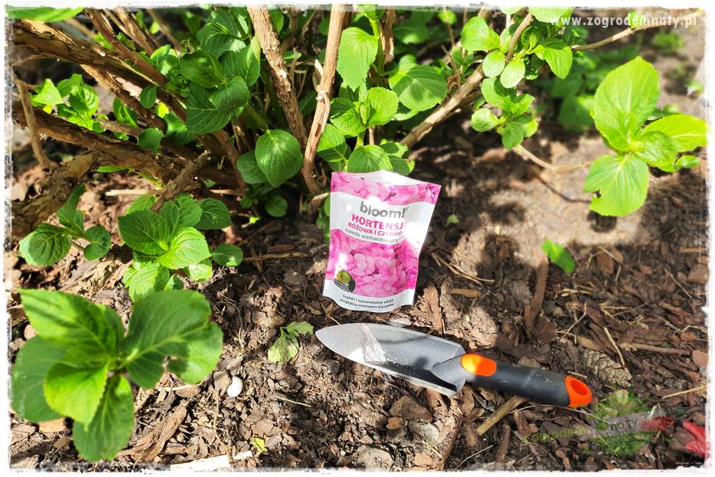 jak zmienić kolor hortensji na niebieski 22 jak zmienić kolor hortensji na niebieski 22