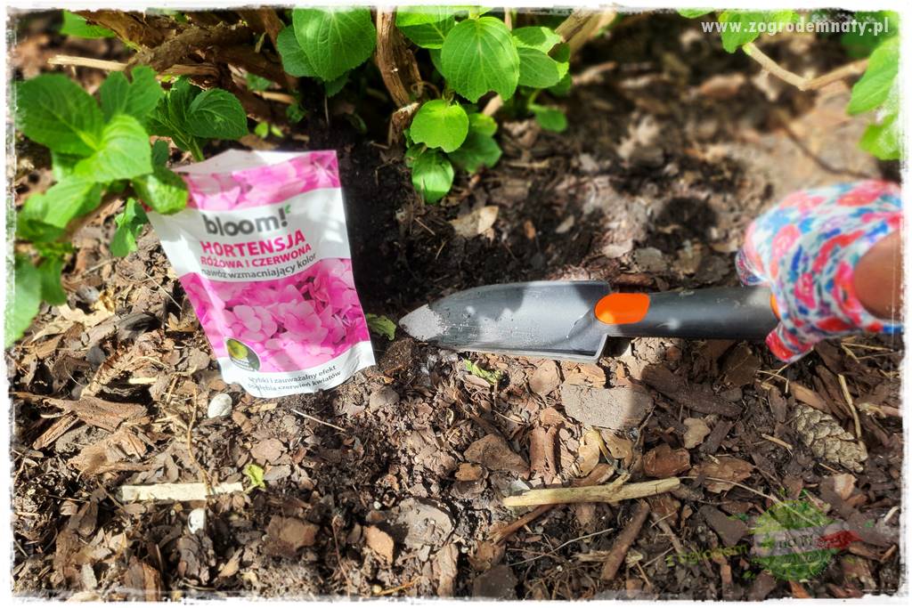 jak zmienić kolor hortensji na niebieski 23 jak zmienić kolor hortensji na niebieski 23