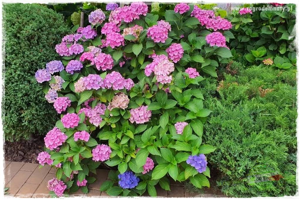 jak zmienić kolor hortensji na niebieski 24 jak zmienić kolor hortensji na niebieski 24