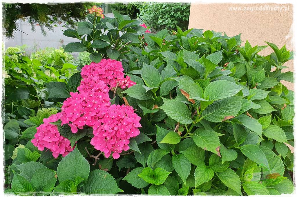 jak zmienić kolor hortensji na niebieski 25 jak zmienić kolor hortensji na niebieski 25