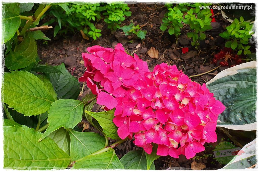 jak zmienić kolor hortensji na niebieski 26 jak zmienić kolor hortensji na niebieski 26