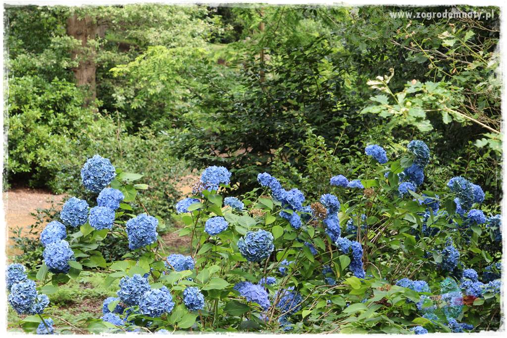 jak zmienić kolor hortensji na niebieski 27 jak zmienić kolor hortensji na niebieski 27