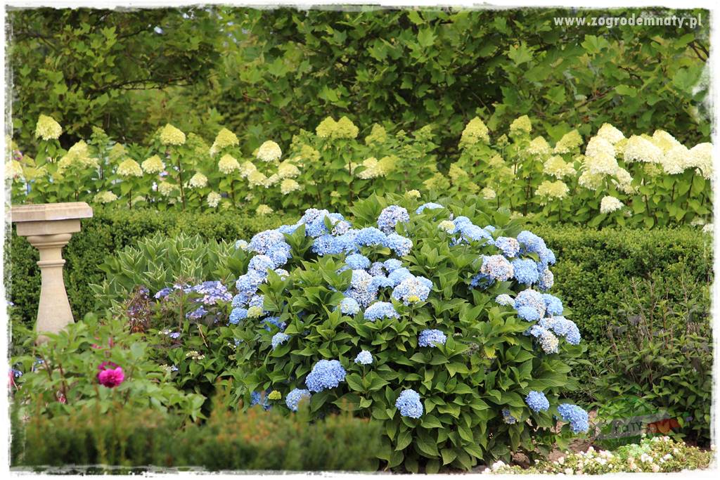 jak zmienić kolor hortensji na niebieski 28 jak zmienić kolor hortensji na niebieski 28