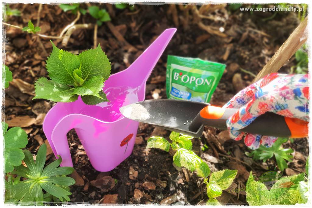 jak zmienić kolor hortensji na niebieski 29 jak zmienić kolor hortensji na niebieski 29