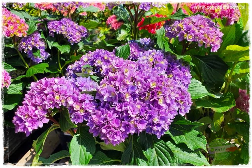 jak zmienić kolor hortensji na niebieski 3 jak zmienić kolor hortensji na niebieski 3
