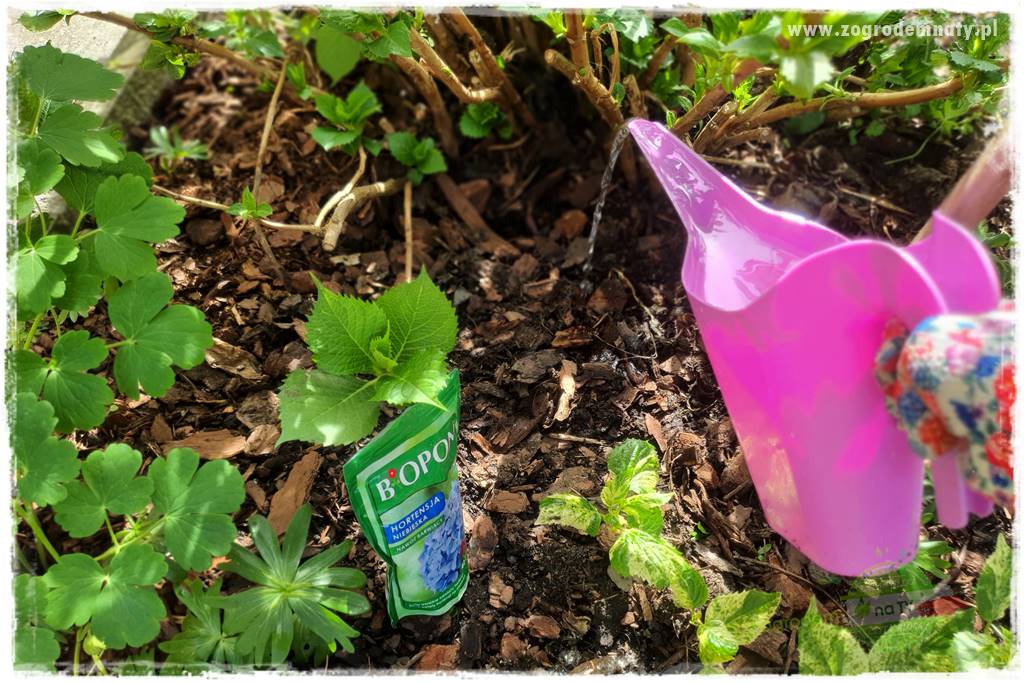 jak zmienić kolor hortensji na niebieski 30 jak zmienić kolor hortensji na niebieski 30