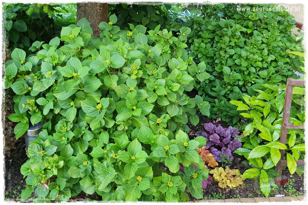 jak zmienić kolor hortensji na niebieski 31 jak zmienić kolor hortensji na niebieski 31