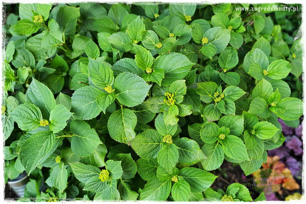 jak zmienić kolor hortensji na niebieski 32 jak zmienić kolor hortensji na niebieski 32